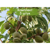 Комплект 5шт / Миндаль Обыкнов..